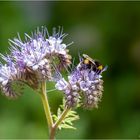 PHACELIA mit Besucher