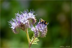 PHACELIA mit Besucher