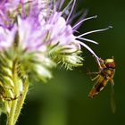 Phacelia mit Besucher