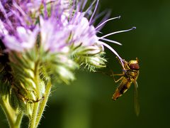 Phacelia mit Besucher