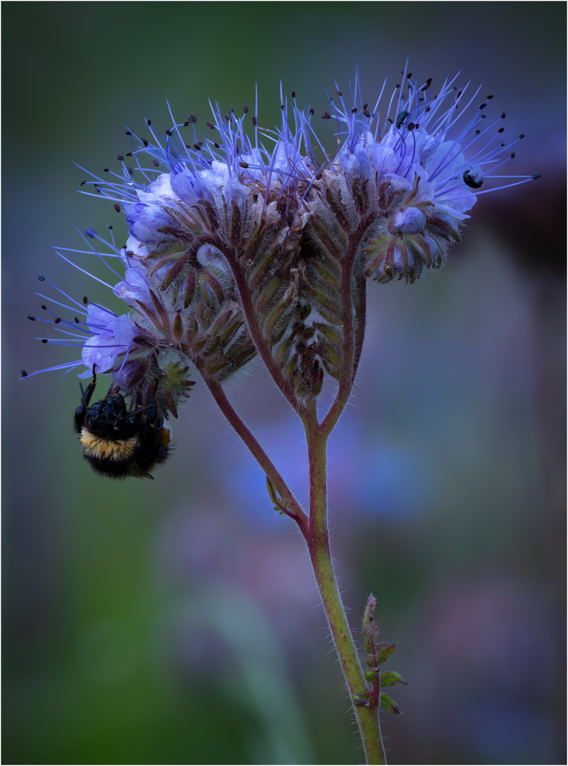 Phacelia mit Besucher (Hummel)