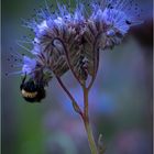 Phacelia mit Besucher (Hummel)