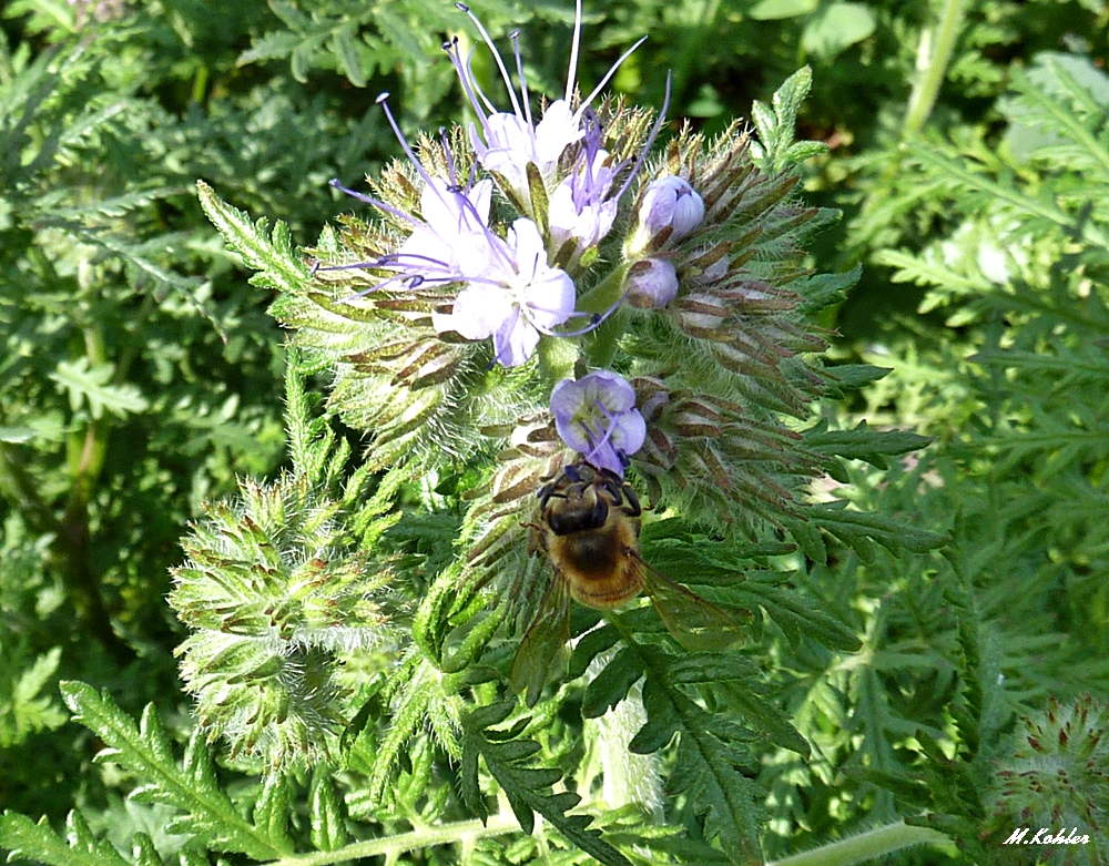 Phacelia mit Biene