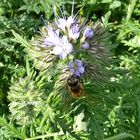 Phacelia mit Biene