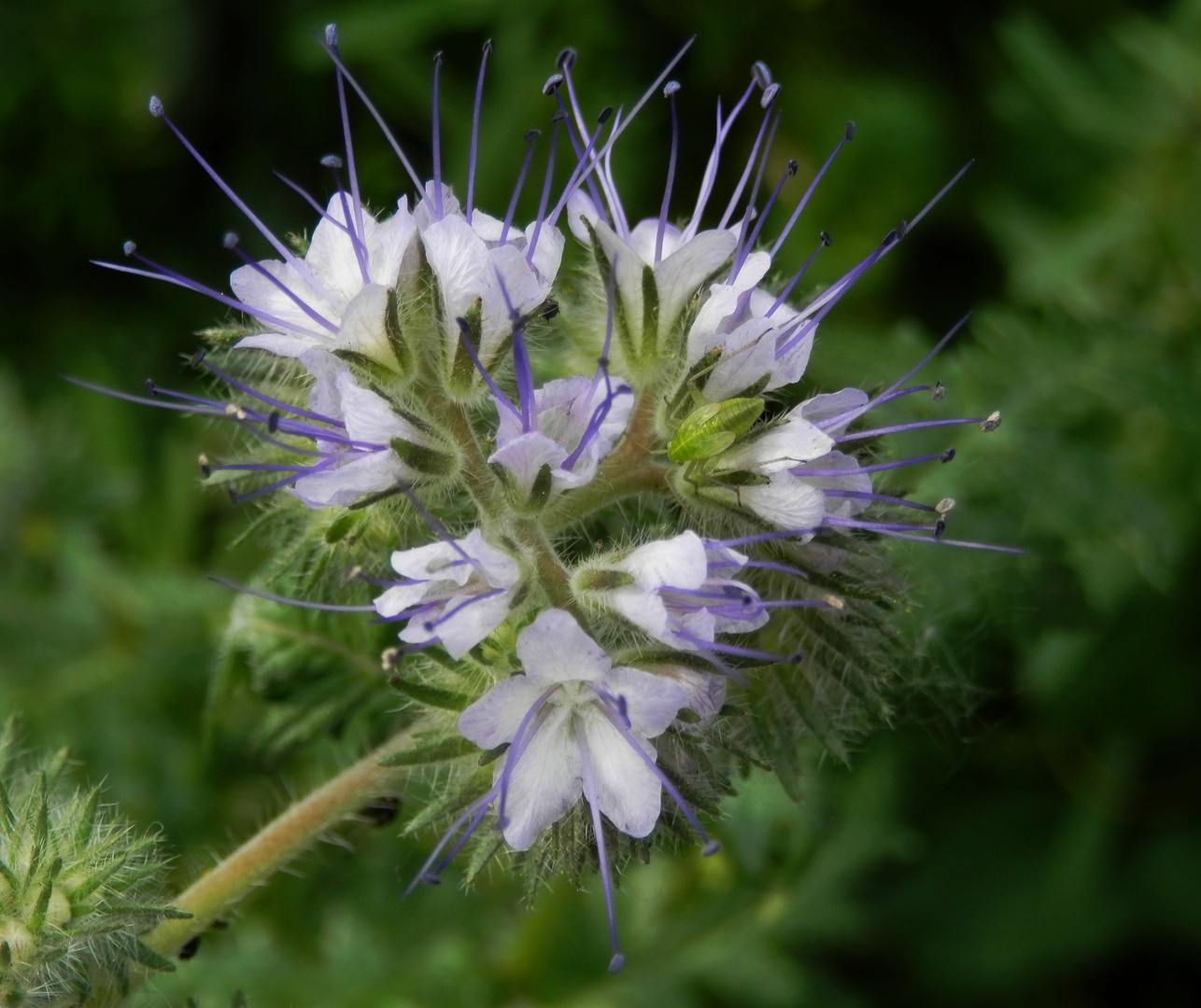 Phacelia mit L5-Nymphe der Zweipunktigen Wiesenwanze (Closterotomus norwegicus)