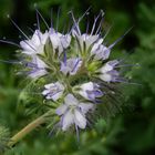 Phacelia mit L5-Nymphe der Zweipunktigen Wiesenwanze (Closterotomus norwegicus)