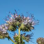 Phacelia mit Tautropfen