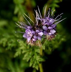 Phacelia  oder Bienenfreund