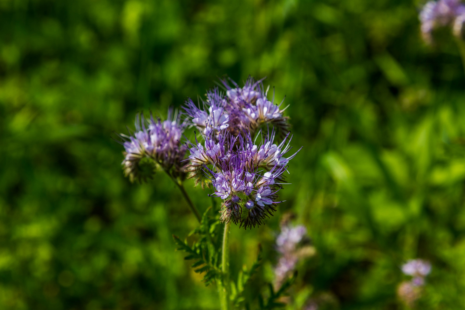 Phacelia oder Bienenweide genannt