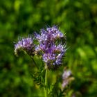 Phacelia oder Bienenweide genannt