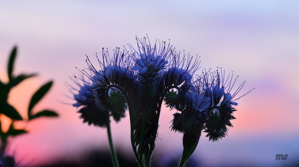 Phacelia oder Büschelblume