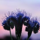 Phacelia oder Büschelblume