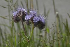 Phacelia oder Büschelschön oder Bienenfreund