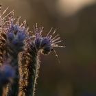 Phacelia Pflanze ....