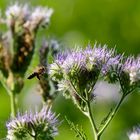 Phacelia tanacetifolia 1