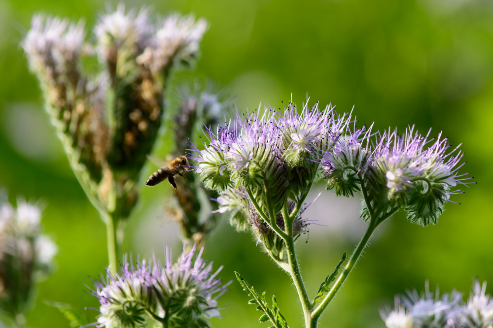 Phacelia tanacetifolia 1