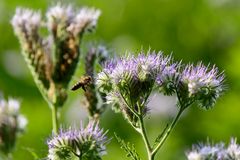 Phacelia tanacetifolia 1