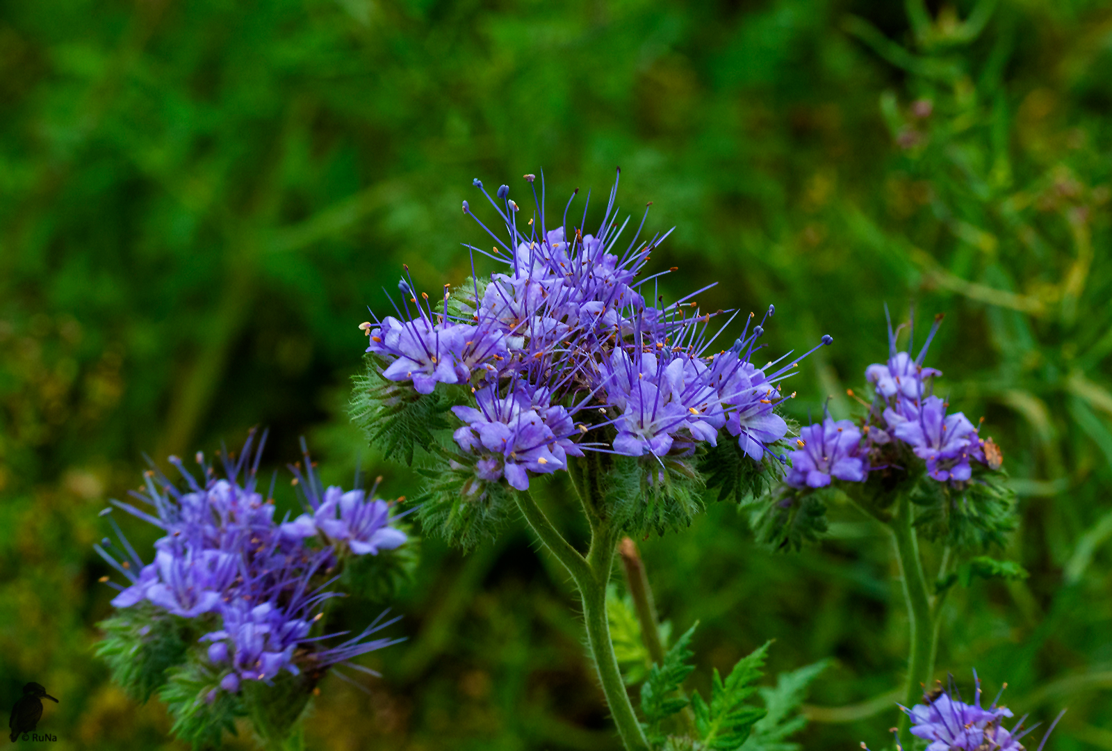 Phacelia-tanacetifolia