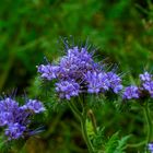 Phacelia-tanacetifolia