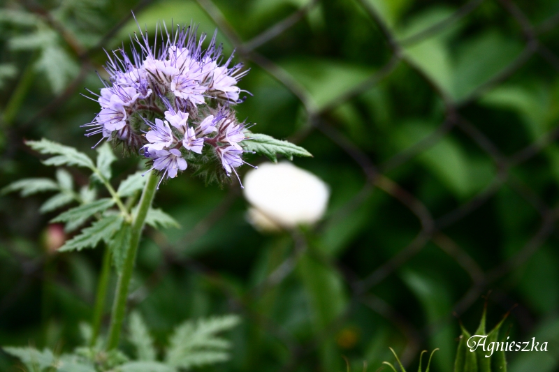 Phacelia tanacetifolia