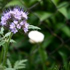 Phacelia tanacetifolia