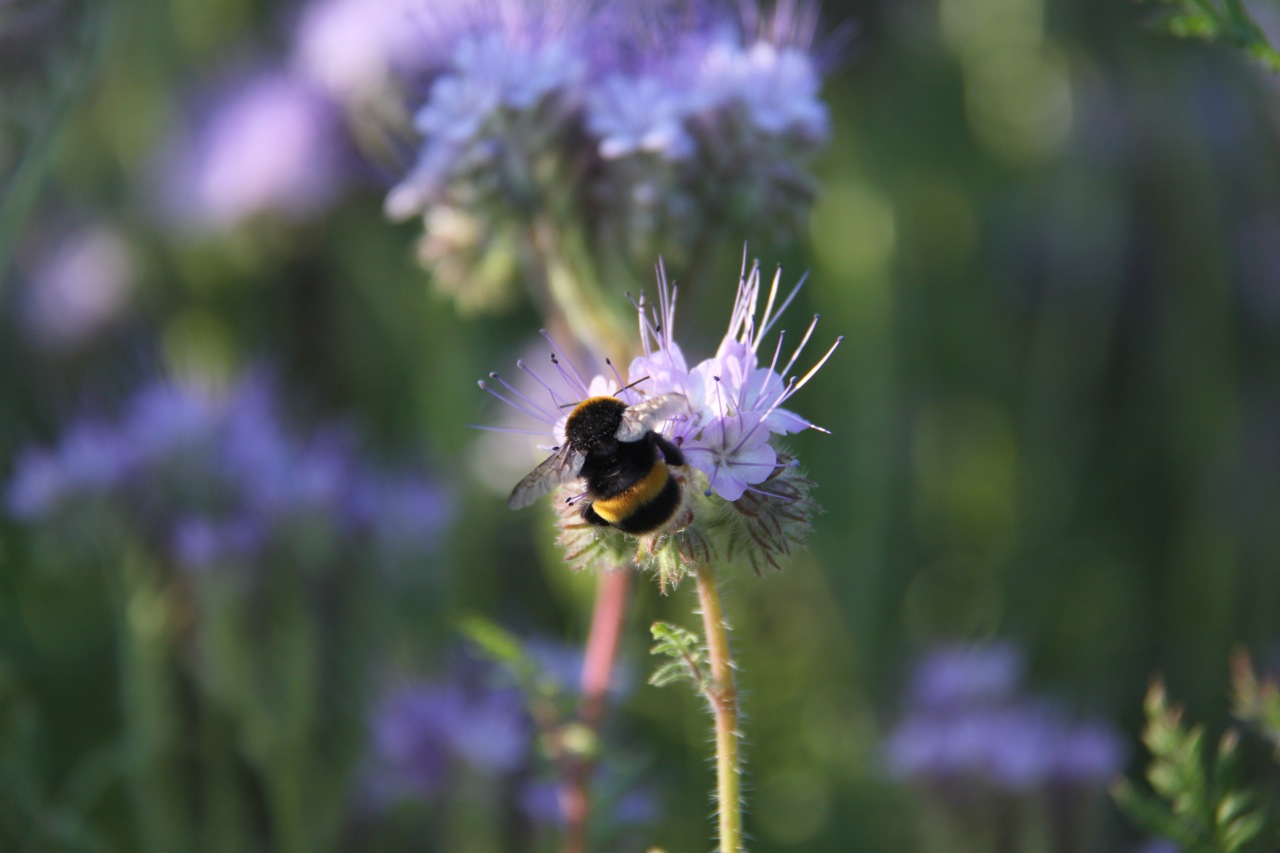 Phacelia Tanacetifolia