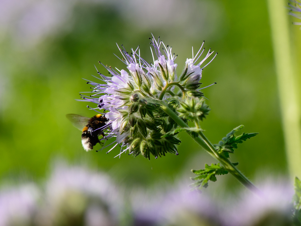 Phacelia tanacetifolia 2