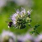 Phacelia tanacetifolia 2