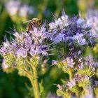 Phacelia tanacetifolia 3