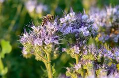 Phacelia tanacetifolia 3