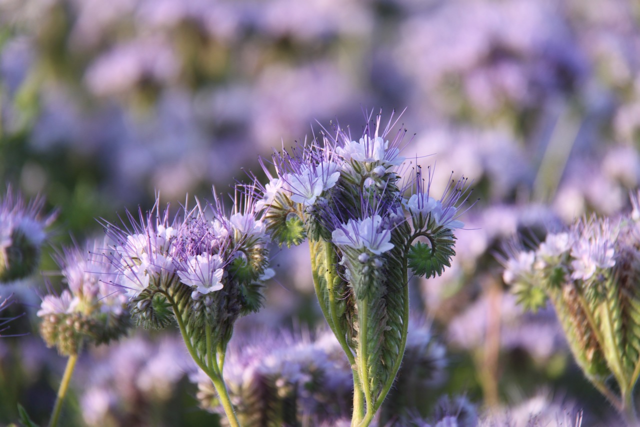 Phacelia Tanacetifolia