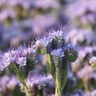 Phacelia Tanacetifolia