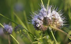 Phacelia tanacetifolia