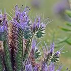 PHACELIA TANACETIFOLIA