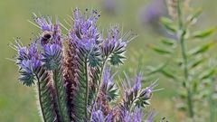 PHACELIA TANACETIFOLIA