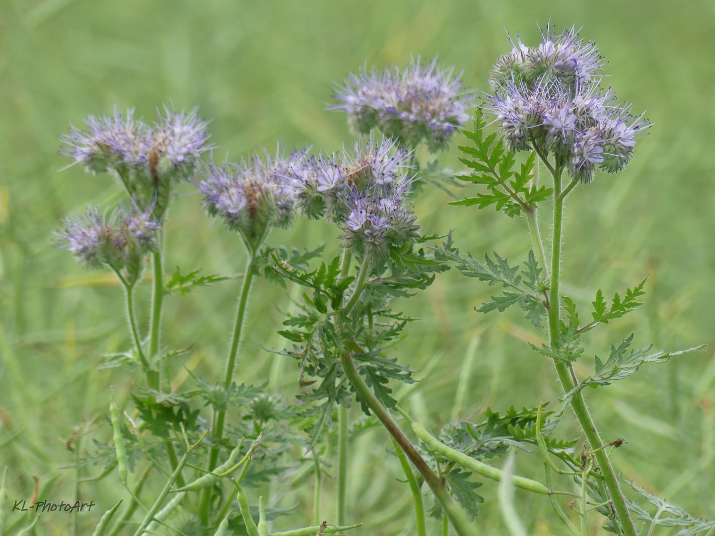 Phacelia tanacetifolia