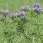 Phacelia tanacetifolia