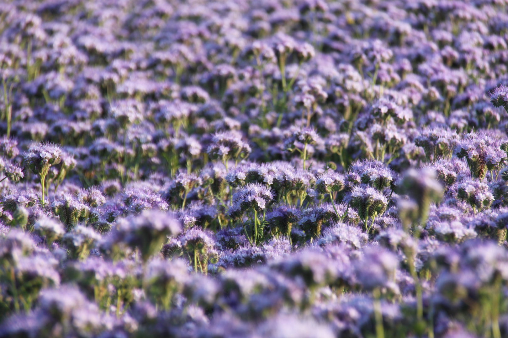 Phacelia Tanacetifolia Feld