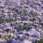 Phacelia Tanacetifolia Feld