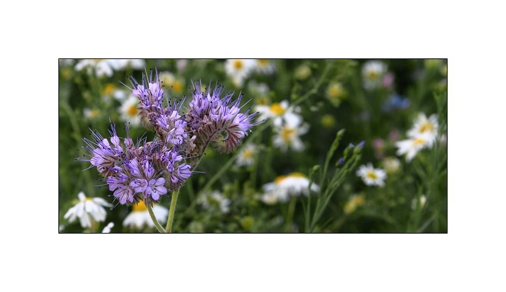 Phacelia tanacetifolia - oder - auf diesem Bild ist zuviel drauf