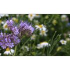 Phacelia tanacetifolia - oder - auf diesem Bild ist zuviel drauf