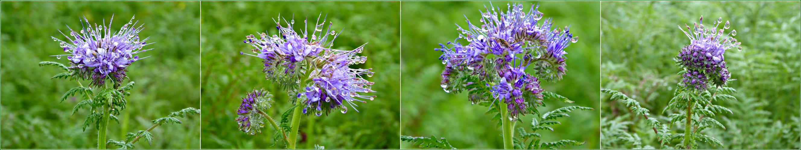 Phacelia tropfnass