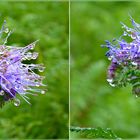 Phacelia tropfnass