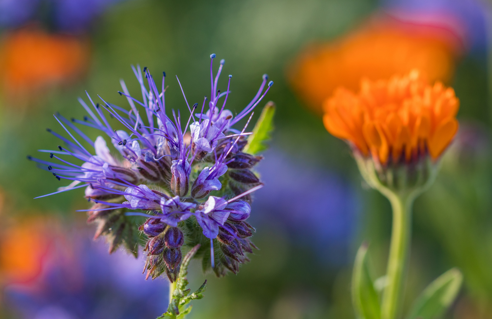 Phacelia und Calendula