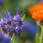 Phacelia und Calendula