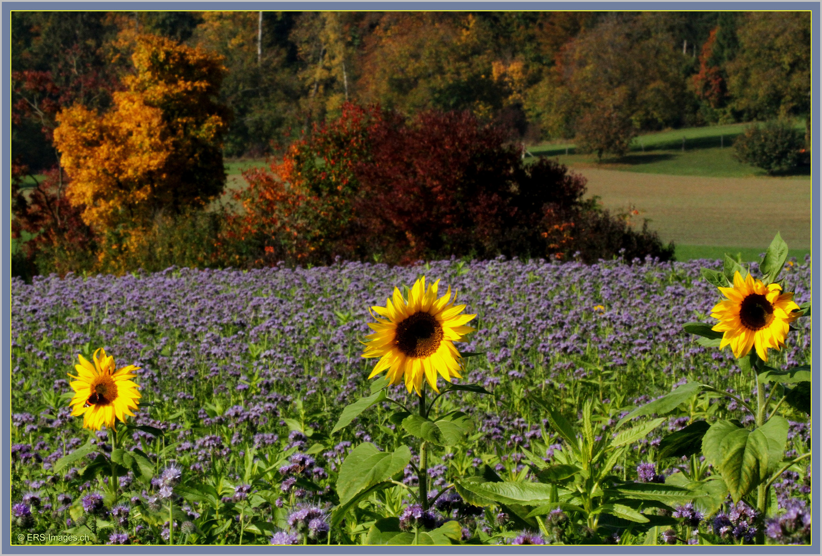 Phacelia und Sonnenblumen 2015-10-12 165 (68) ©