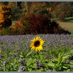 Phacelia und Sonnenblumen 2015-10-12 165 (68) ©