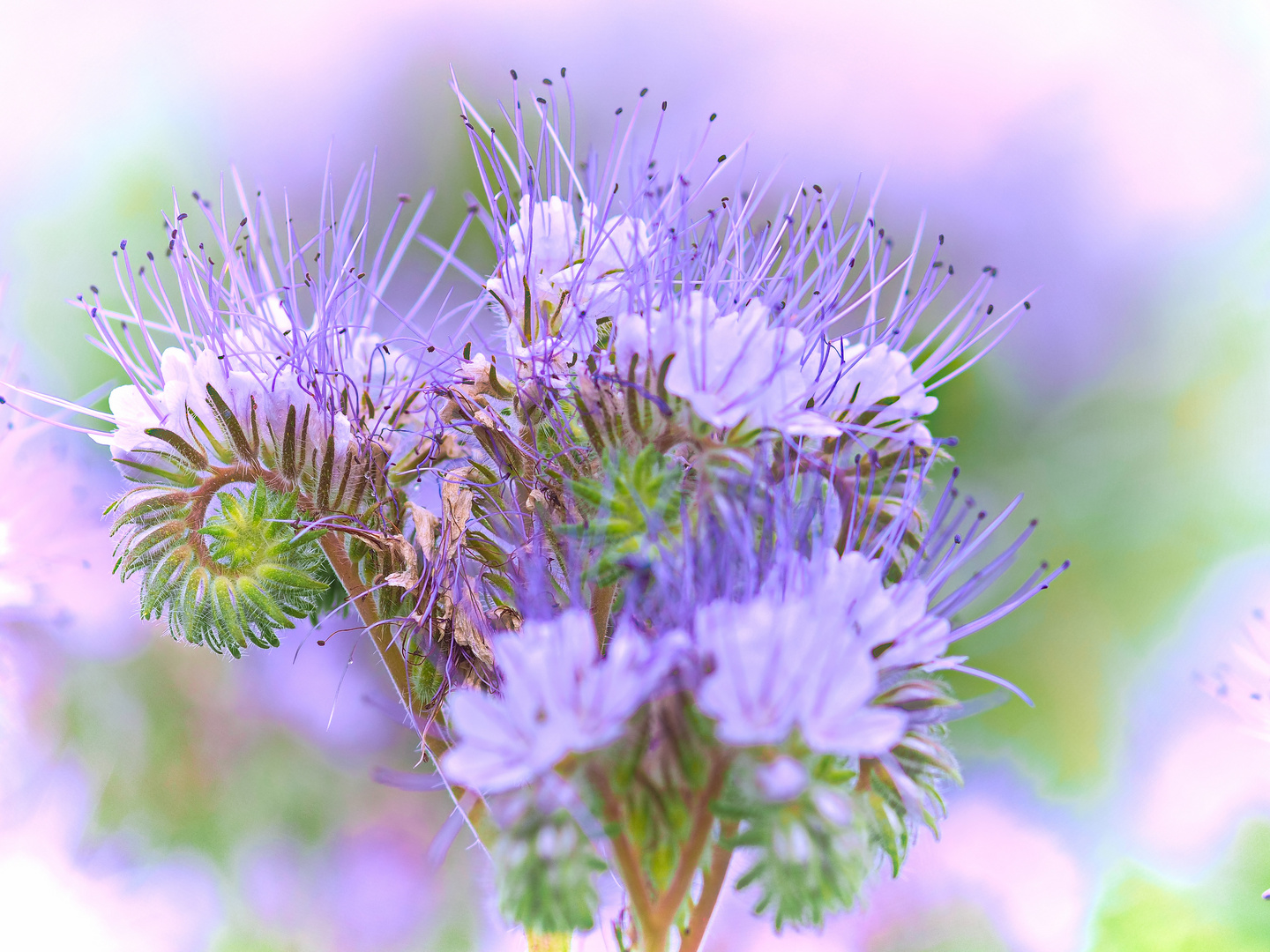 Phacelia verträumt