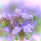 Phacelia verträumt