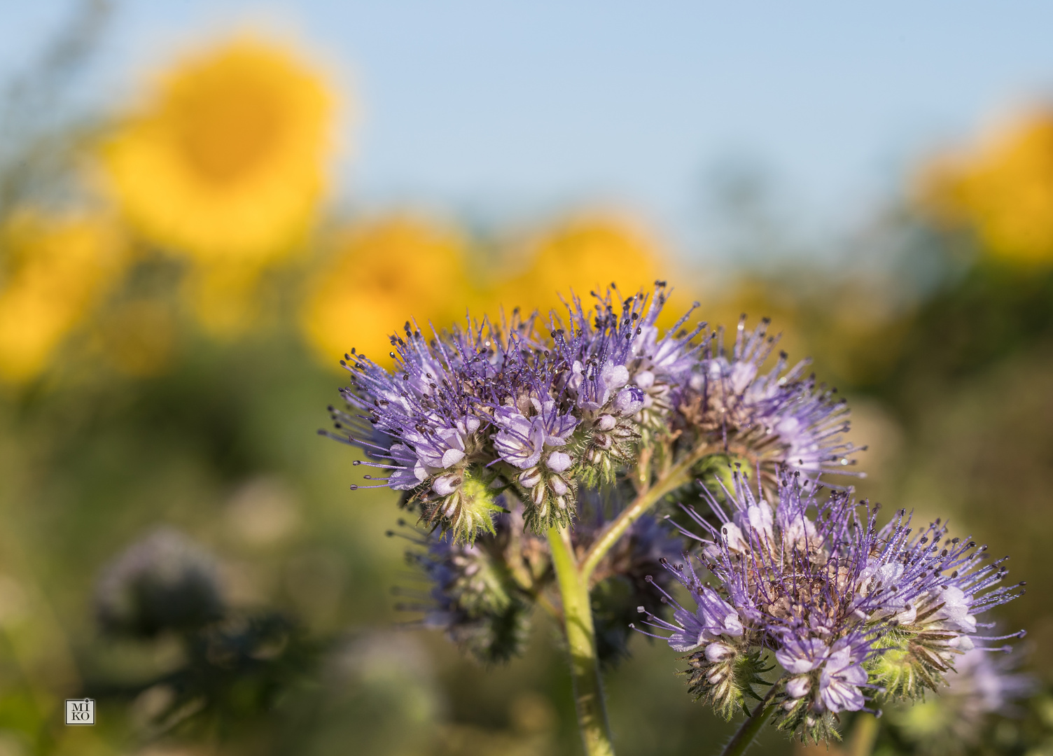 Phacelia vor Sonnenblumen